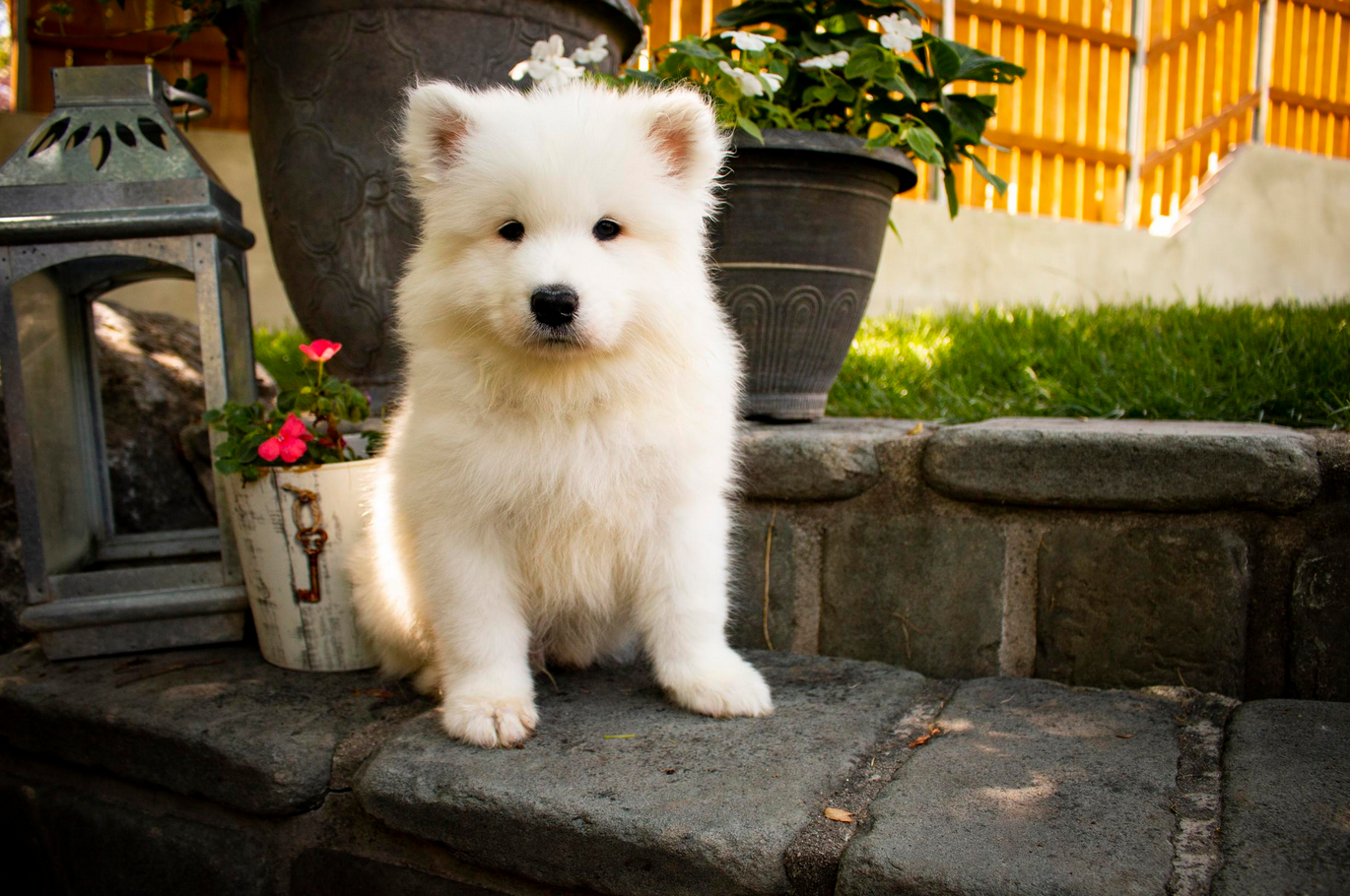A Samoyed puppy sitting on stone steps among flowers